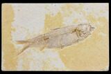 Fossil Fish (Knightia) - Wyoming #150619-1